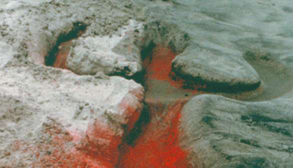 London Art Studies Ana Mendieta Untitled Silueta Series